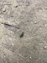 Augochloropsis viridula