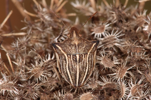 Ancyrosoma leucogrammes