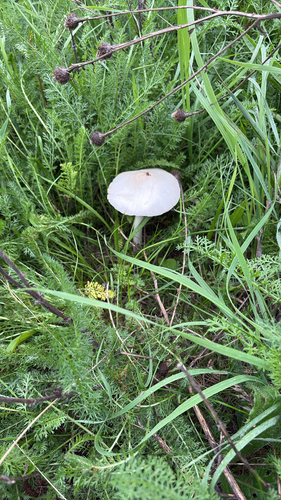 iNaturalist observation photo of Common Gilled Mushrooms and Allies