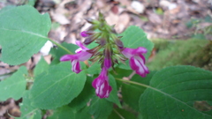 Salvia carnea