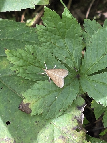 Celery Leaftier Moth