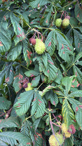 iNaturalist observation photo of horse-chestnut