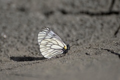 Aporia bernardi