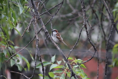 Passer domesticus