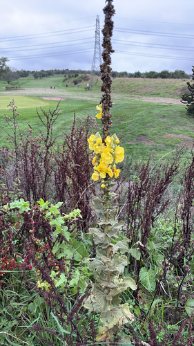 iNaturalist observation photo of Orange Mullein