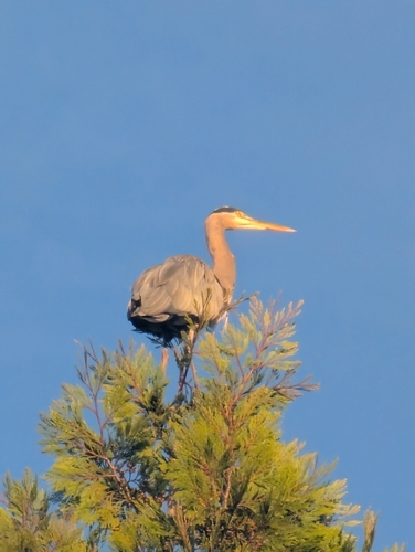 Great Blue Heron seen in Sonoma Valley