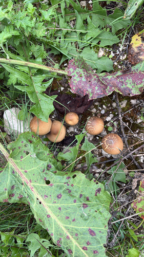 iNaturalist observation photo of Agaricineae