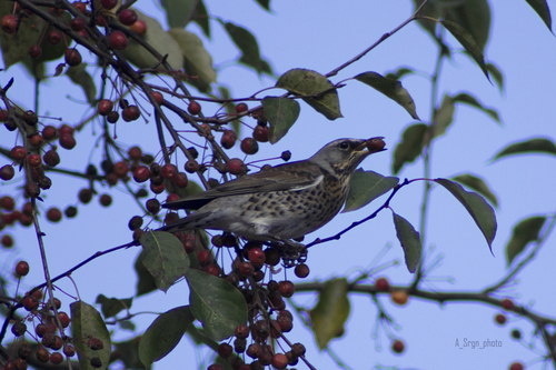 Fieldfare