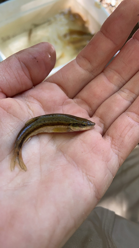 Western Blacknose Dace