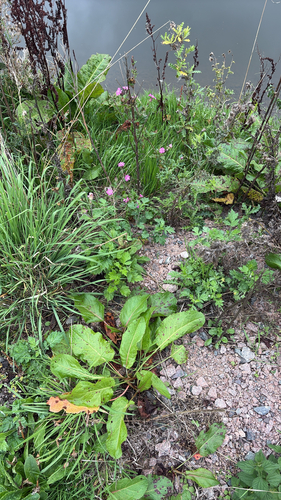 iNaturalist observation photo of Dicots