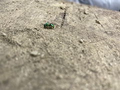 Augochloropsis viridula