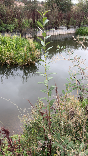 iNaturalist observation photo of Nances, Willows, and Allies