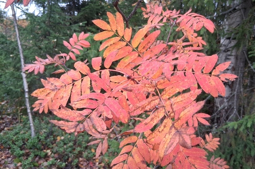 European mountain ash