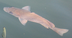 Hephaestus fuliginosus