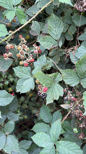 iNaturalist observation photo of brambles