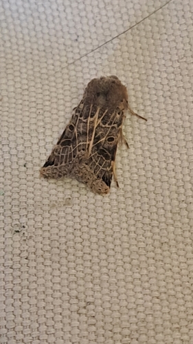 Lunar Underwing