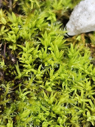Tortella inclinata, 2026-09-13