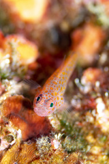 Large-Eye Pygmygoby photo 1