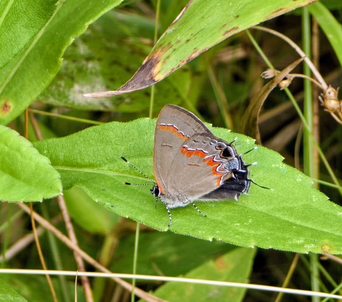 Red-banded Hairstreak