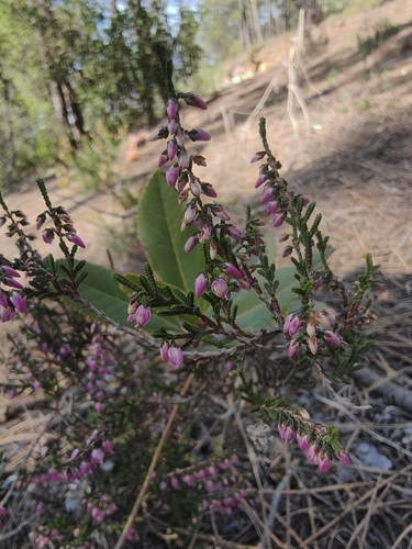 common heather