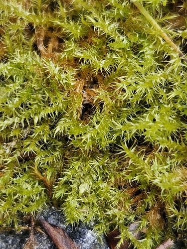 Campylium chrysophyllum observed 2026-09-13