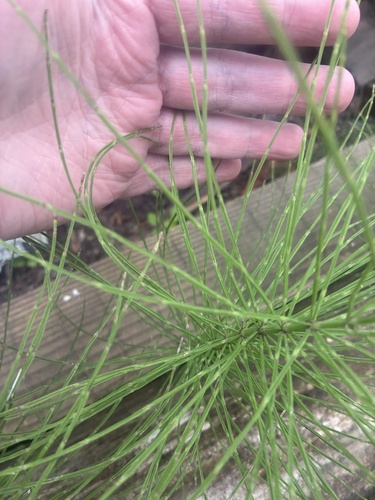 Equisetum arvense, photograph 6