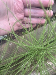 Equisetum arvense, photograph (c) Stephen Hodges, some rights reserved (CC BY)