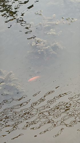 iNaturalist observation photo of Goldfish