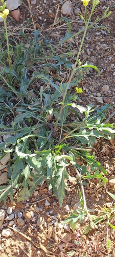 Perennial Wall-rocket