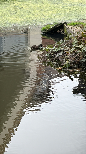 iNaturalist observation photo of Eurasian Common Moorhen