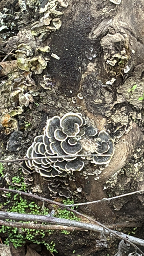 iNaturalist observation photo of turkey-tail