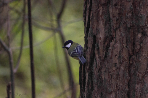 Great Tit