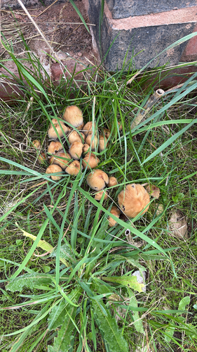 iNaturalist observation photo of mica cap