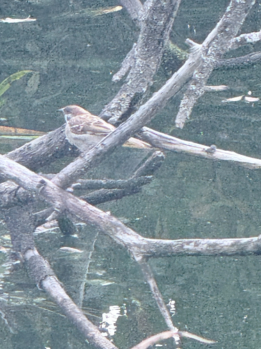 Eurasian Tree Sparrow