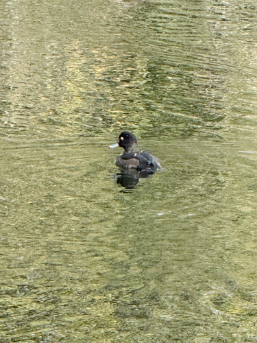 Tufted Duck