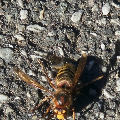 European Hornet