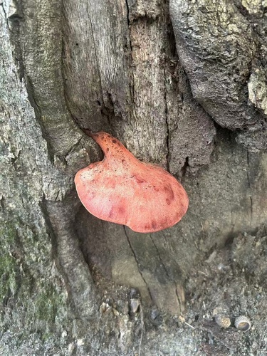 Fistulina americana