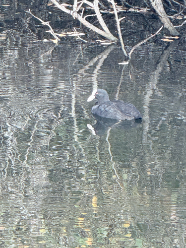 Eurasian Coot