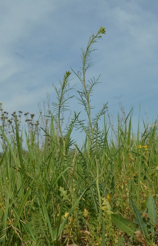 Sisymbrium altissimum, photograph 1