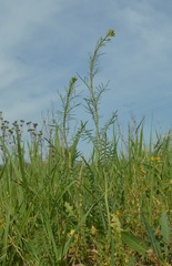 Sisymbrium altissimum
