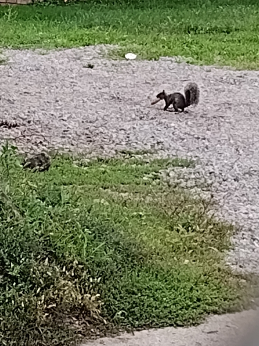 Eastern Gray Squirrel