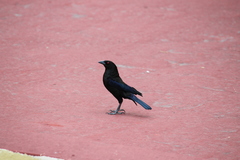 Molothrus aeneus