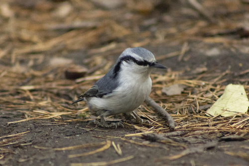 Eurasian Nuthatch