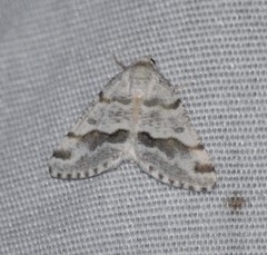 Macaria pallipennata