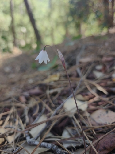 Autumn Snowflake