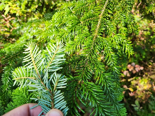 Abies amabilis, photograph 3