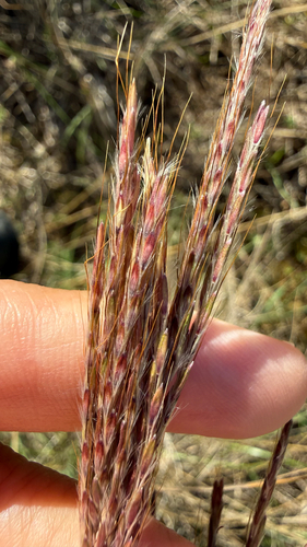 King Ranch bluestem