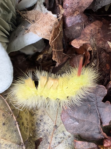 Pale Tussock Moth