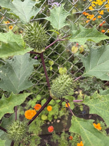 jimsonweed