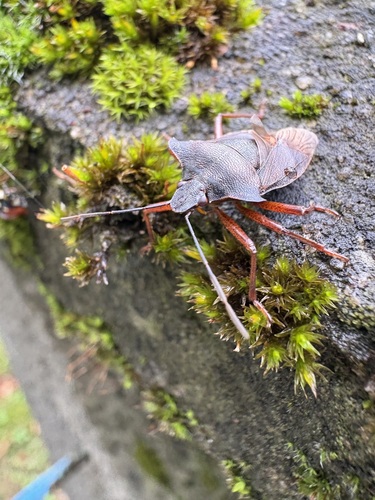 Forest Bug